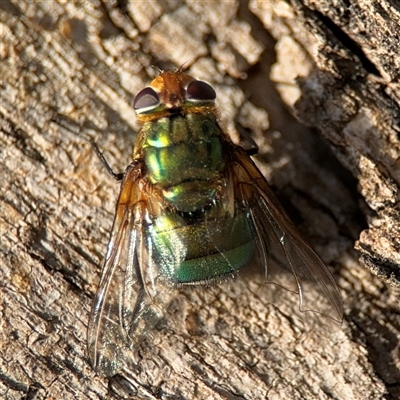 Rutilia (Rutilia) sp. (genus & subgenus) (Bristle fly) at Lyneham, ACT - 10 Nov 2024 by Hejor1