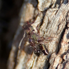 Rhytidoponera metallica (Greenhead ant) at Lyneham, ACT - 10 Nov 2024 by Hejor1