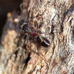 Rhytidoponera metallica at Lyneham, ACT - 10 Nov 2024