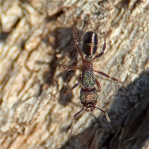 Rhytidoponera metallica at Lyneham, ACT - 10 Nov 2024