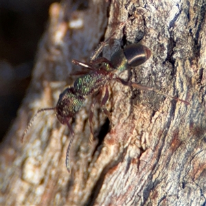 Rhytidoponera metallica at Lyneham, ACT - 10 Nov 2024 06:28 PM