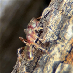 Rhytidoponera metallica at Lyneham, ACT - 10 Nov 2024