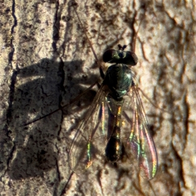 Dolichopodidae (family) (Unidentified Long-legged fly) at O'Connor, ACT - 10 Nov 2024 by Hejor1