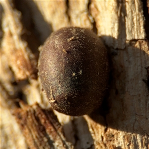 Doratifera (genus) at Lyneham, ACT - 10 Nov 2024