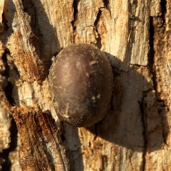 Doratifera (genus) at Lyneham, ACT - 10 Nov 2024 06:33 PM