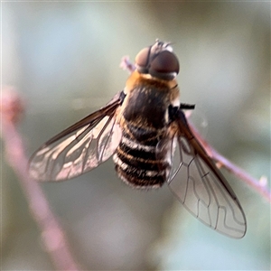 Villa sp. (genus) at Lyneham, ACT - 10 Nov 2024 06:37 PM