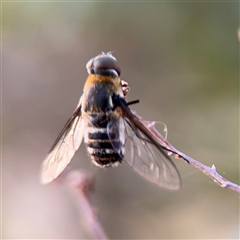 Villa sp. (genus) at Lyneham, ACT - 10 Nov 2024