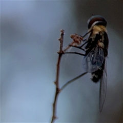 Villa sp. (genus) at Lyneham, ACT - 10 Nov 2024 06:37 PM