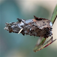 Hyalarcta huebneri (Leafy Case Moth) at Lyneham, ACT - 10 Nov 2024 by Hejor1