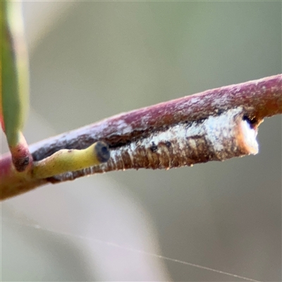 Machaerotinae sp. (family) (Tube Spittlebugs) at Lyneham, ACT - 10 Nov 2024 by Hejor1