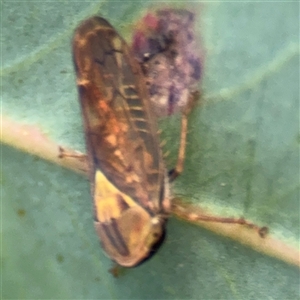 Brunotartessus fulvus at Lyneham, ACT - 10 Nov 2024 06:44 PM