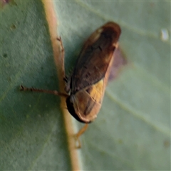 Brunotartessus fulvus at Lyneham, ACT - 10 Nov 2024 06:44 PM