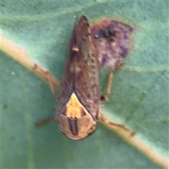 Brunotartessus fulvus at Lyneham, ACT - 10 Nov 2024