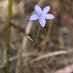 Wahlenbergia sp. at O'Connor, ACT - 10 Nov 2024