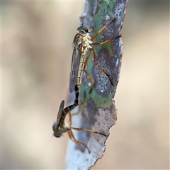 Cerdistus sp. (genus) (Slender Robber Fly) at Lyneham, ACT - 10 Nov 2024 by Hejor1