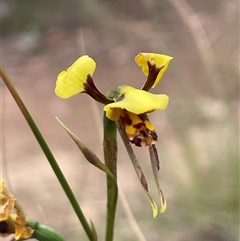 Diuris sulphurea (Tiger Orchid) at Acton, ACT - 7 Nov 2024 by Clarel