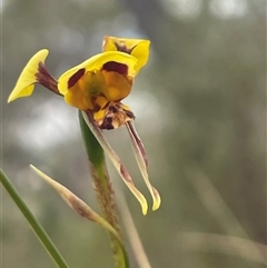 Diuris sulphurea at Acton, ACT - suppressed