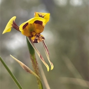 Diuris sulphurea at Acton, ACT - 7 Nov 2024