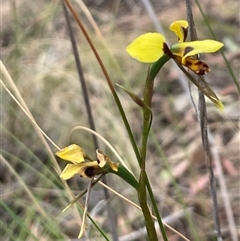 Diuris sulphurea at Acton, ACT - 7 Nov 2024