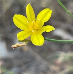 Tricoryne elatior (Yellow Rush Lily) at Kenny, ACT - 8 Nov 2024 by Clarel