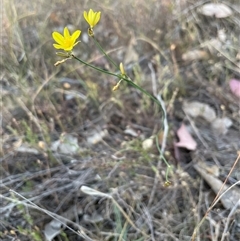 Tricoryne elatior at Kenny, ACT - 8 Nov 2024