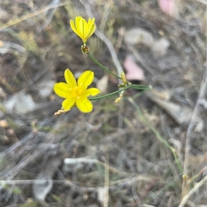 Tricoryne elatior at Kenny, ACT - 8 Nov 2024 07:24 PM