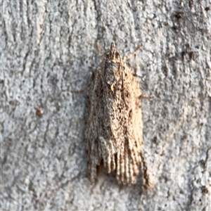 Acropolitis (genus) at Lyneham, ACT - 10 Nov 2024