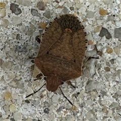 Dictyotus conspicuus (A shield or stink bug) at Russell, ACT - 11 Nov 2024 by Hejor1