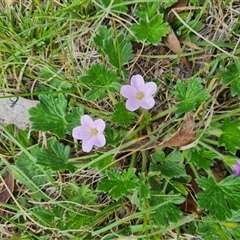 Geranium antrorsum (Rosetted Cranesbill) at Rendezvous Creek, ACT - 9 Nov 2024 by WalkYonder