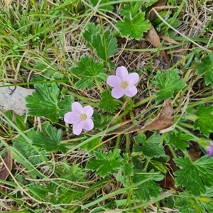 Geranium antrorsum at Rendezvous Creek, ACT - 9 Nov 2024