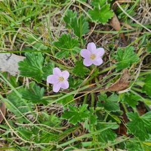 Geranium antrorsum at Rendezvous Creek, ACT - 9 Nov 2024