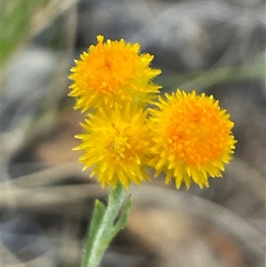 Chrysocephalum apiculatum at Kenny, ACT - 8 Nov 2024 07:26 PM