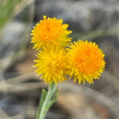 Chrysocephalum apiculatum (Common Everlasting) at Kenny, ACT - 8 Nov 2024 by Clarel