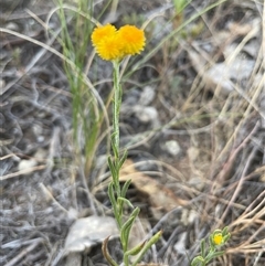 Chrysocephalum apiculatum at Kenny, ACT - 8 Nov 2024 07:26 PM