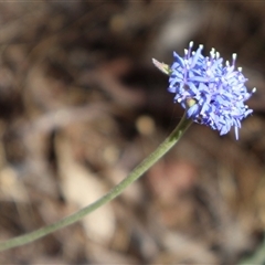 Brunonia australis (Blue Pincushion) at Albury, NSW - 1 Nov 2024 by Clarel