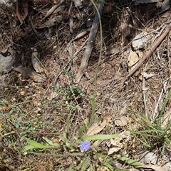 Brunonia australis at Albury, NSW - 1 Nov 2024 03:35 PM