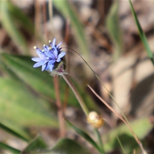 Brunonia australis at Albury, NSW - 1 Nov 2024 03:35 PM