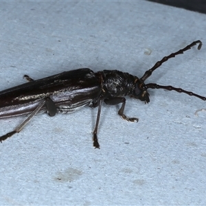 Pachydissus sericus (Longhorn beetle) at Rosedale, NSW by jb2602