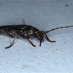 Pachydissus sericus at Rosedale, NSW - 8 Nov 2024