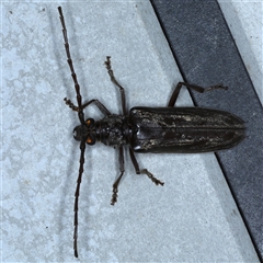 Pachydissus sericus at Rosedale, NSW - 8 Nov 2024