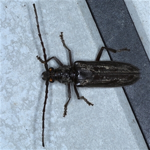 Pachydissus sericus at Rosedale, NSW - 8 Nov 2024