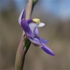 Thelymitra peniculata (Blue Star Sun-orchid) at Gundary, NSW - 21 Oct 2024 by RobG1