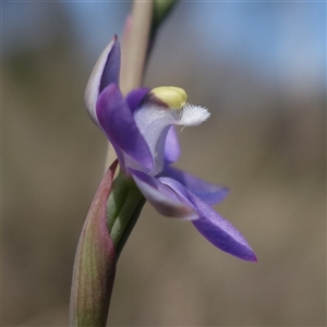 Thelymitra peniculata at Gundary, NSW - suppressed