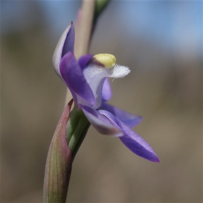 Thelymitra peniculata (Blue Star Sun-orchid) at Gundary, NSW - 22 Oct 2024 by RobG1