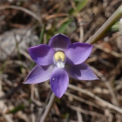 Thelymitra peniculata at Gundary, NSW - suppressed