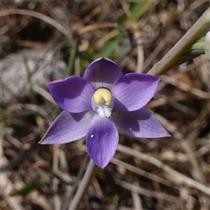 Thelymitra peniculata at Gundary, NSW - suppressed