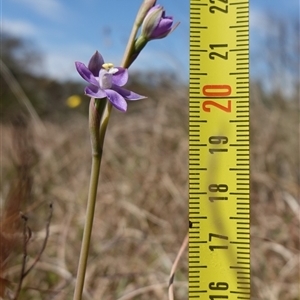 Thelymitra peniculata at Gundary, NSW - suppressed