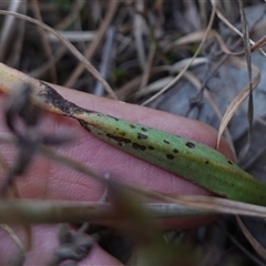 Thelymitra peniculata at Gundary, NSW - suppressed