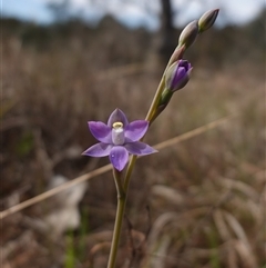 Thelymitra peniculata at Gundary, NSW - suppressed