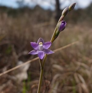 Thelymitra peniculata at Gundary, NSW - suppressed